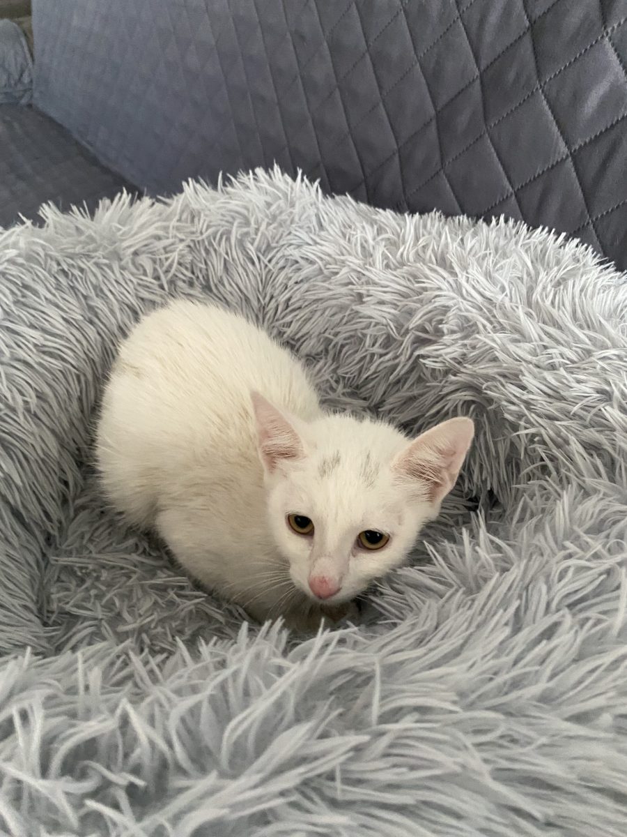 Minunata Blanca💕