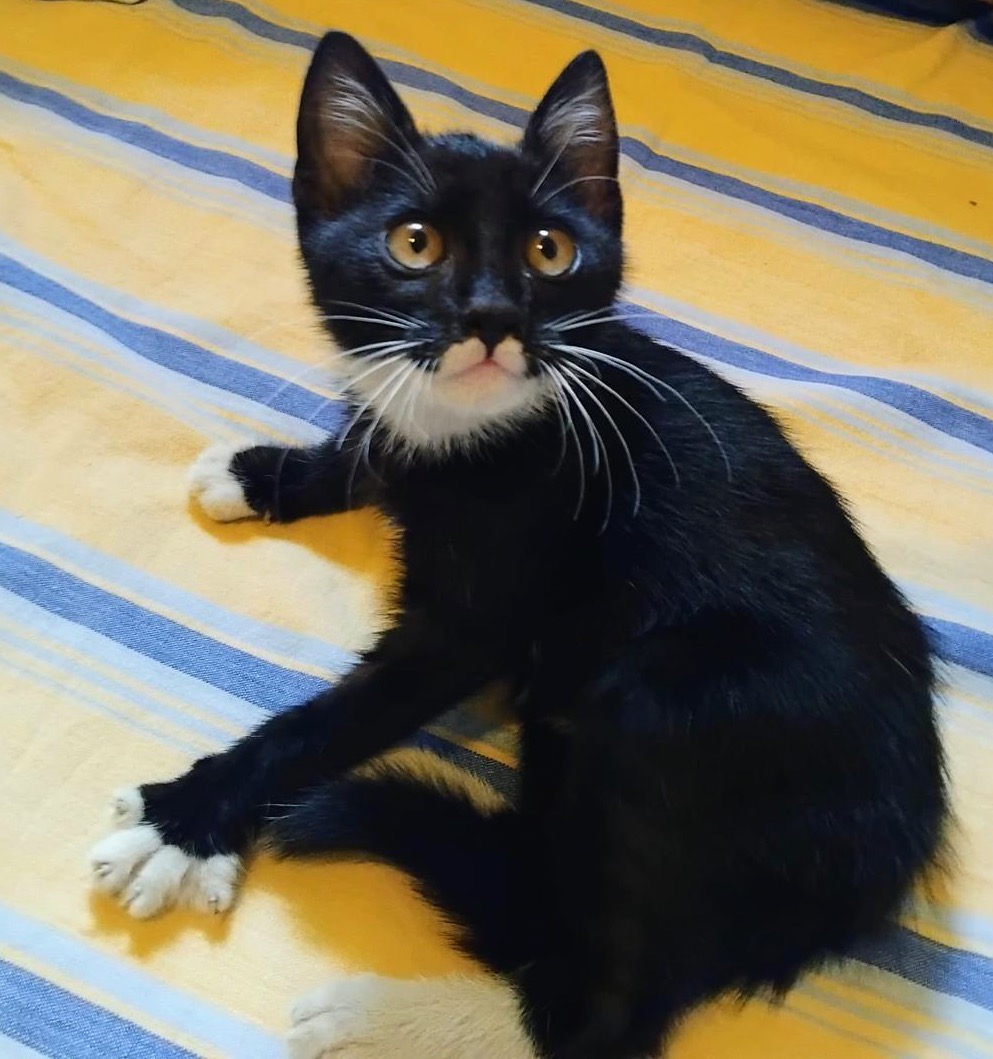 Metis Bombay cu Angora pui, gratuit