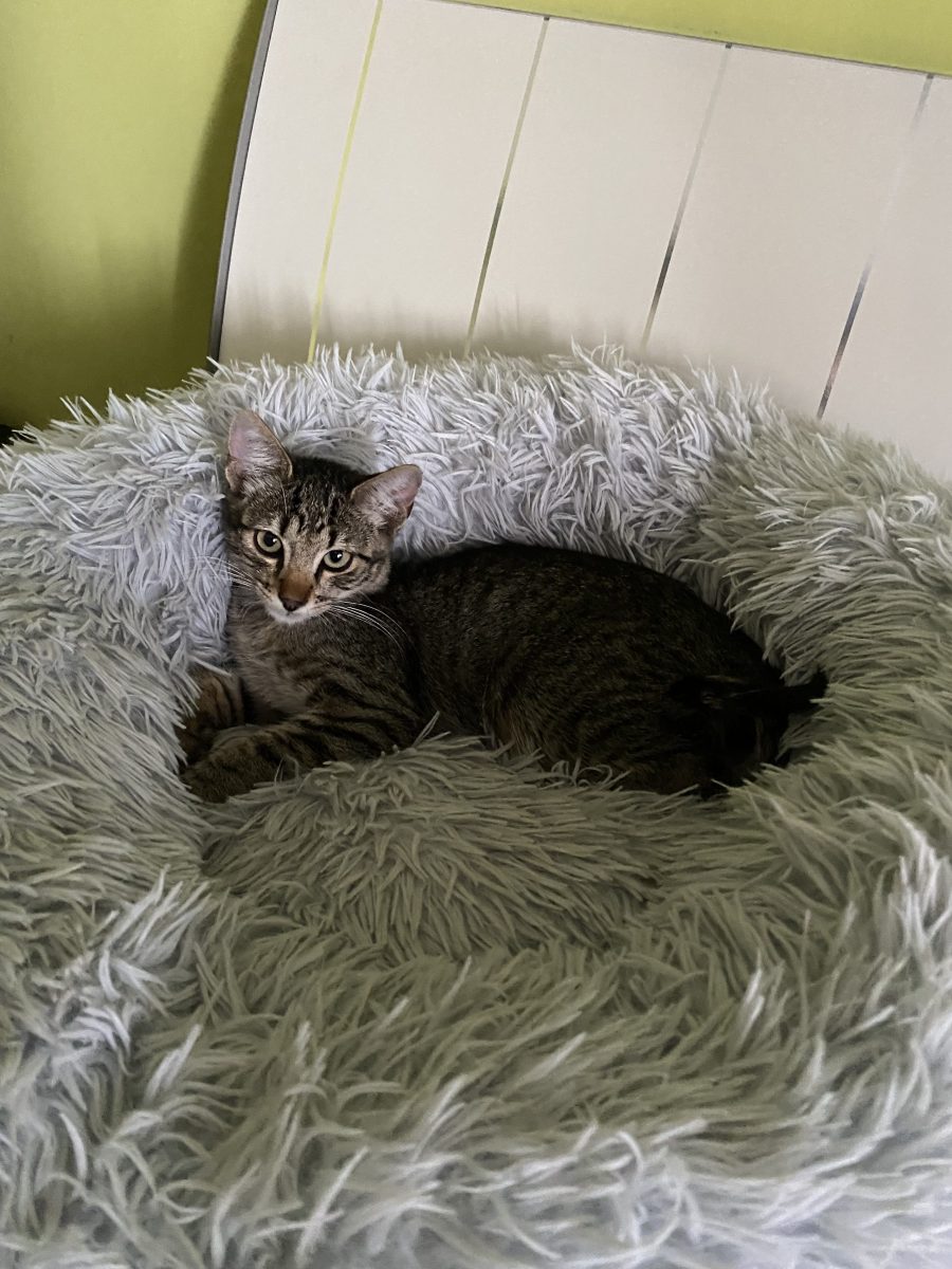 Minunatul Luka😻