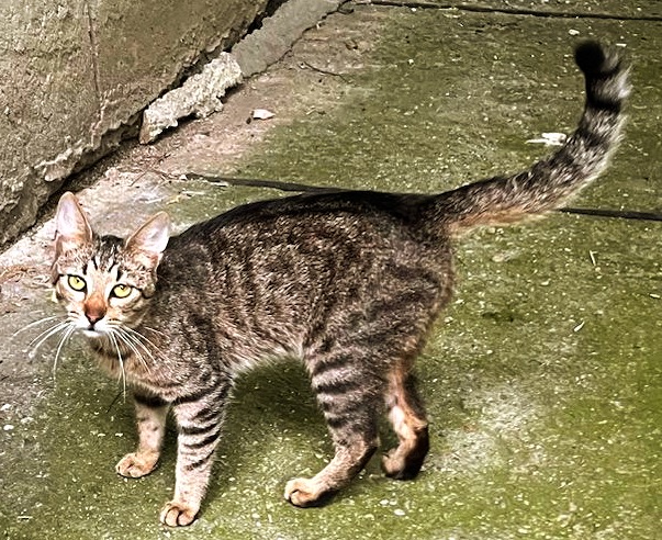 Metis British Shorthair pui, gratuit