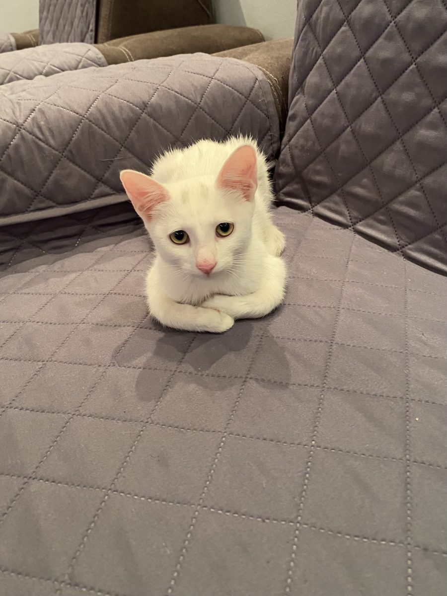 Frumoasa Blanca🥰