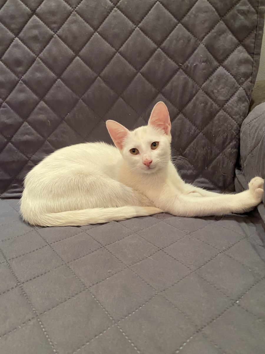 Blanca o minune de pisicuță 🐱