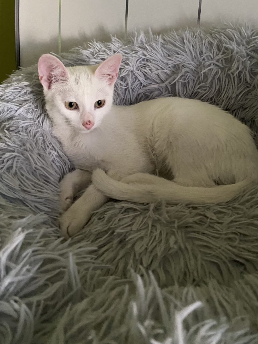 Frumoasa Blanca🥰