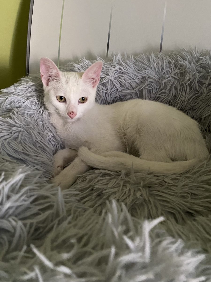 Minunata Blanca 💕