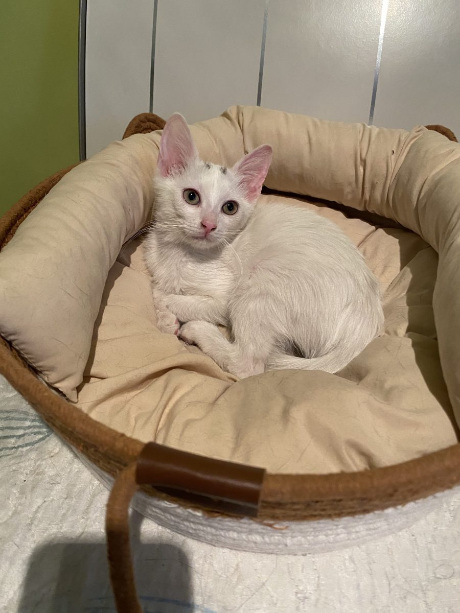 Molly cea frumoasă 😻