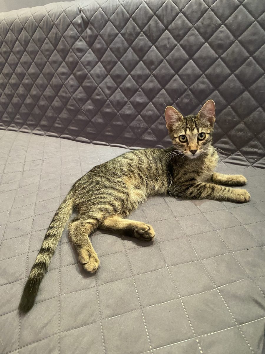 Lucka cel mai dulce motan😻