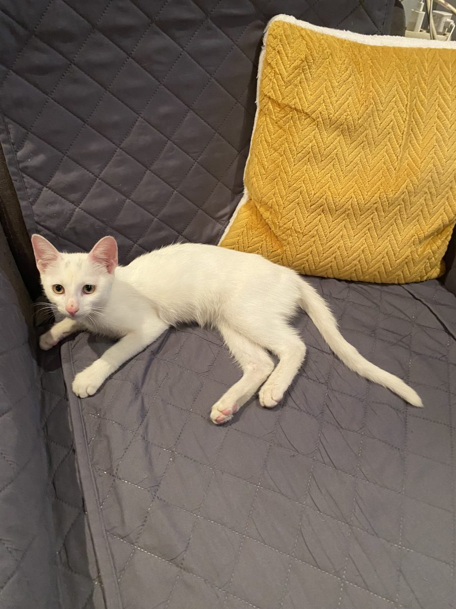 Frumoasa Blanca 😍