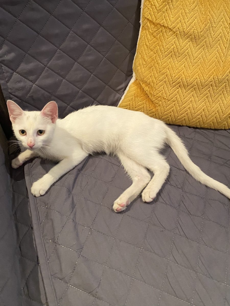 Minunata Blanca💕