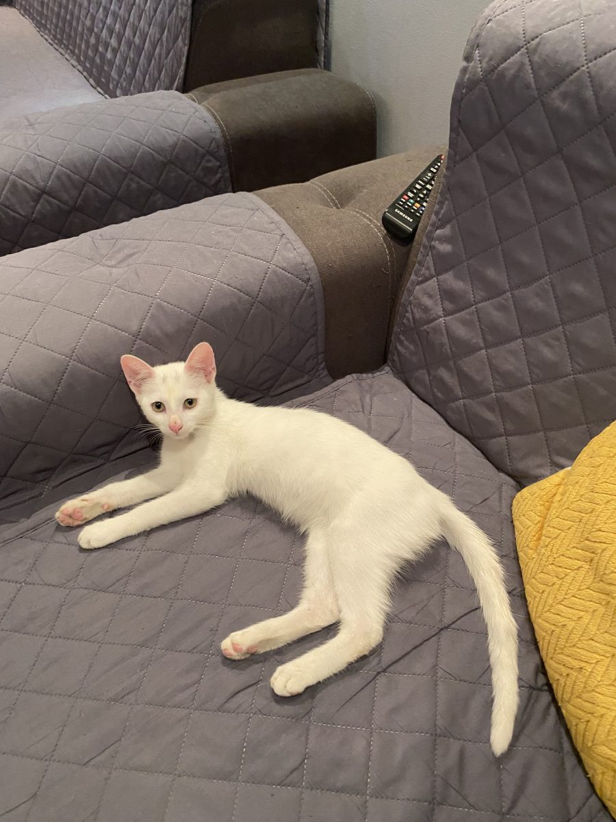 Frumoasa Blanca 😍