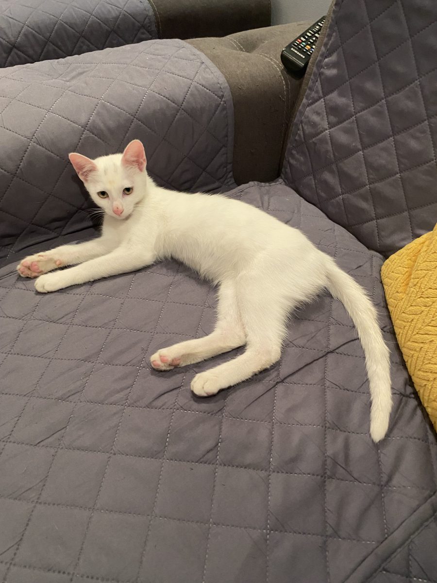 Frumoasa Blanca 😍