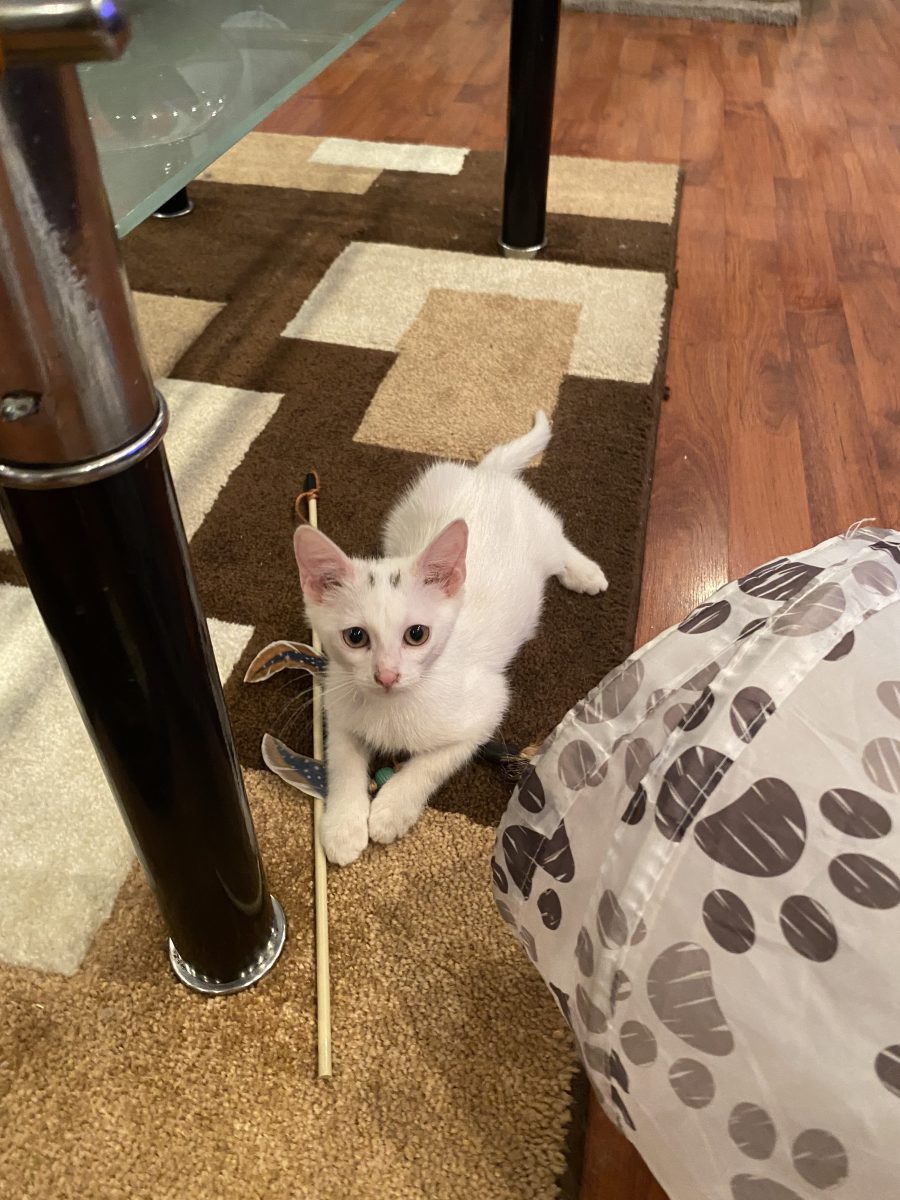 Molly o minune de pisică 🐱