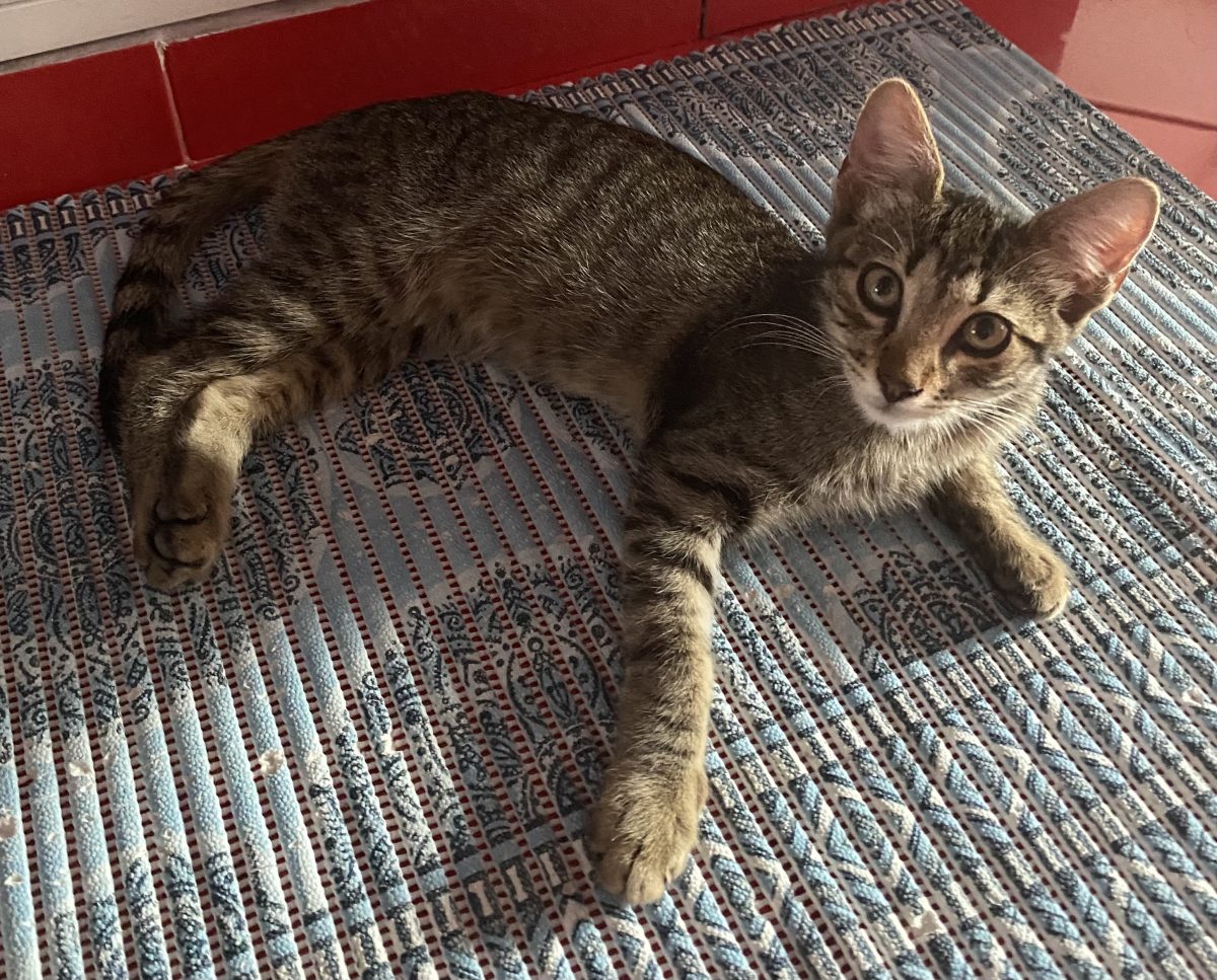 Frumosul Lucka😻