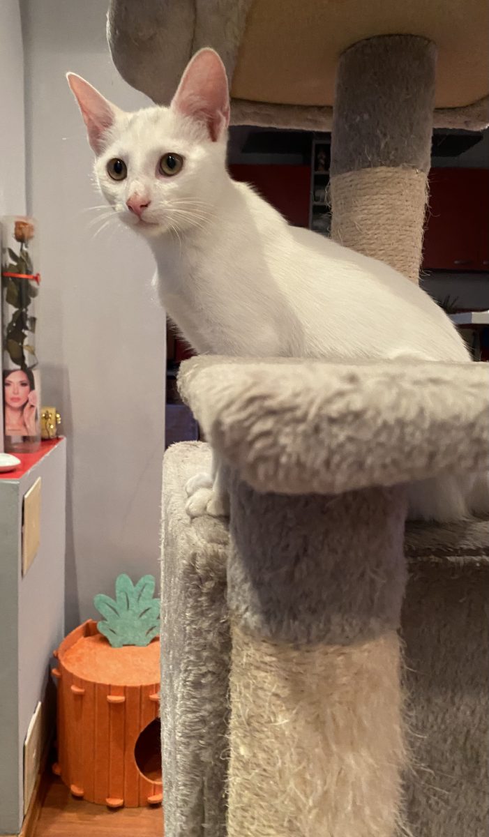 Frumoasa Blanca 🥰