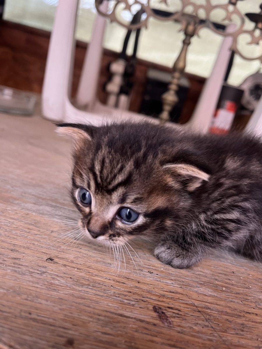 Adopții pisici