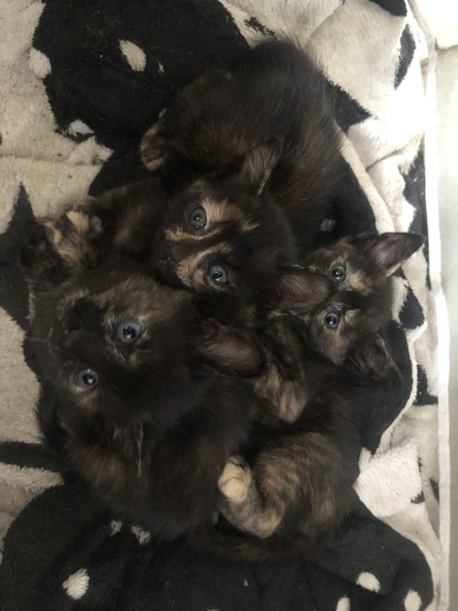 Pisoi micuti pentru adoptie
