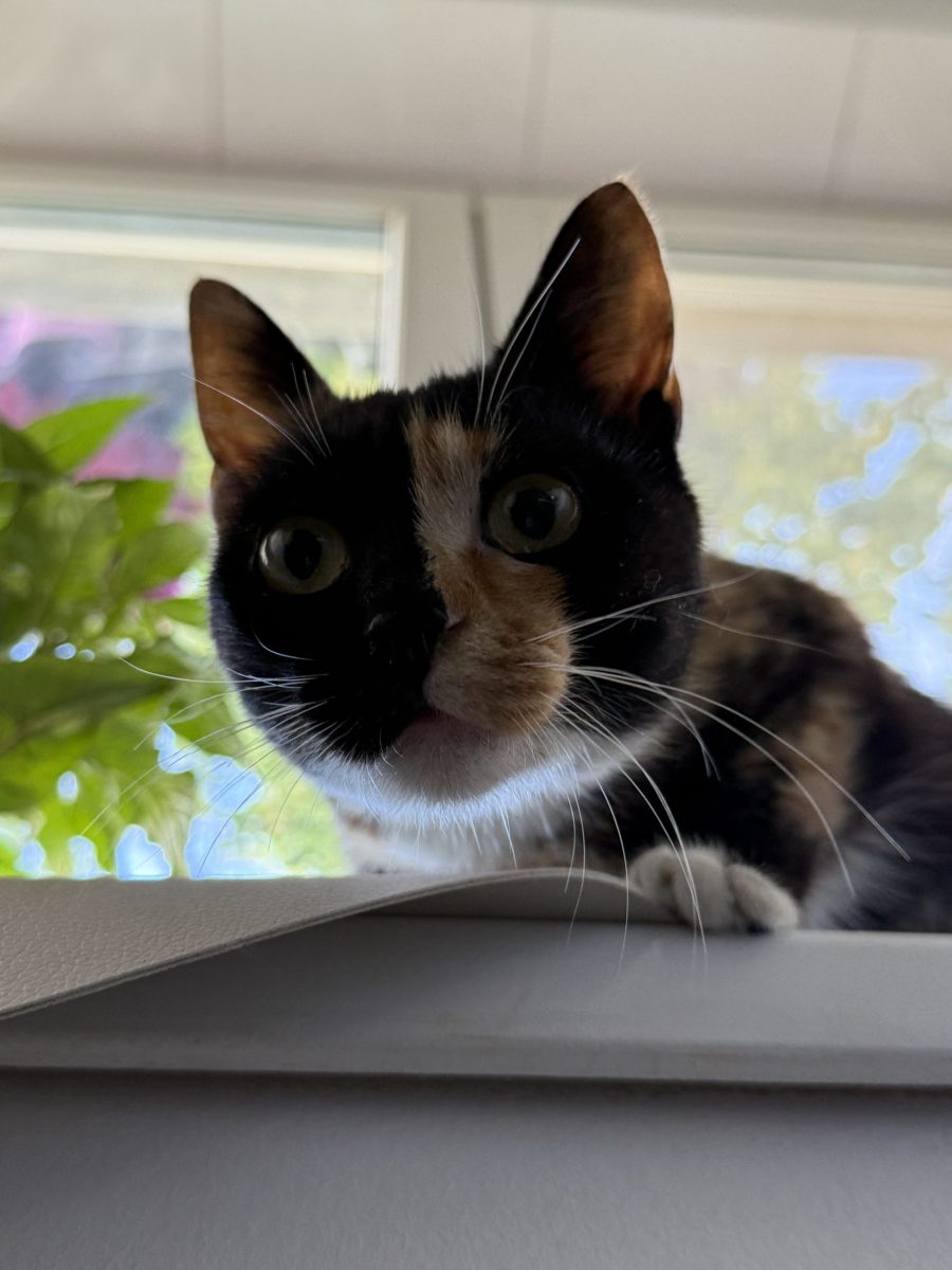 Pisicuta Tortie spre adoptie