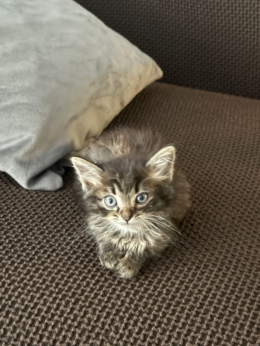 Spre adopție