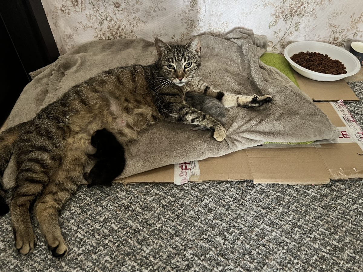 Isi doresc o casa!