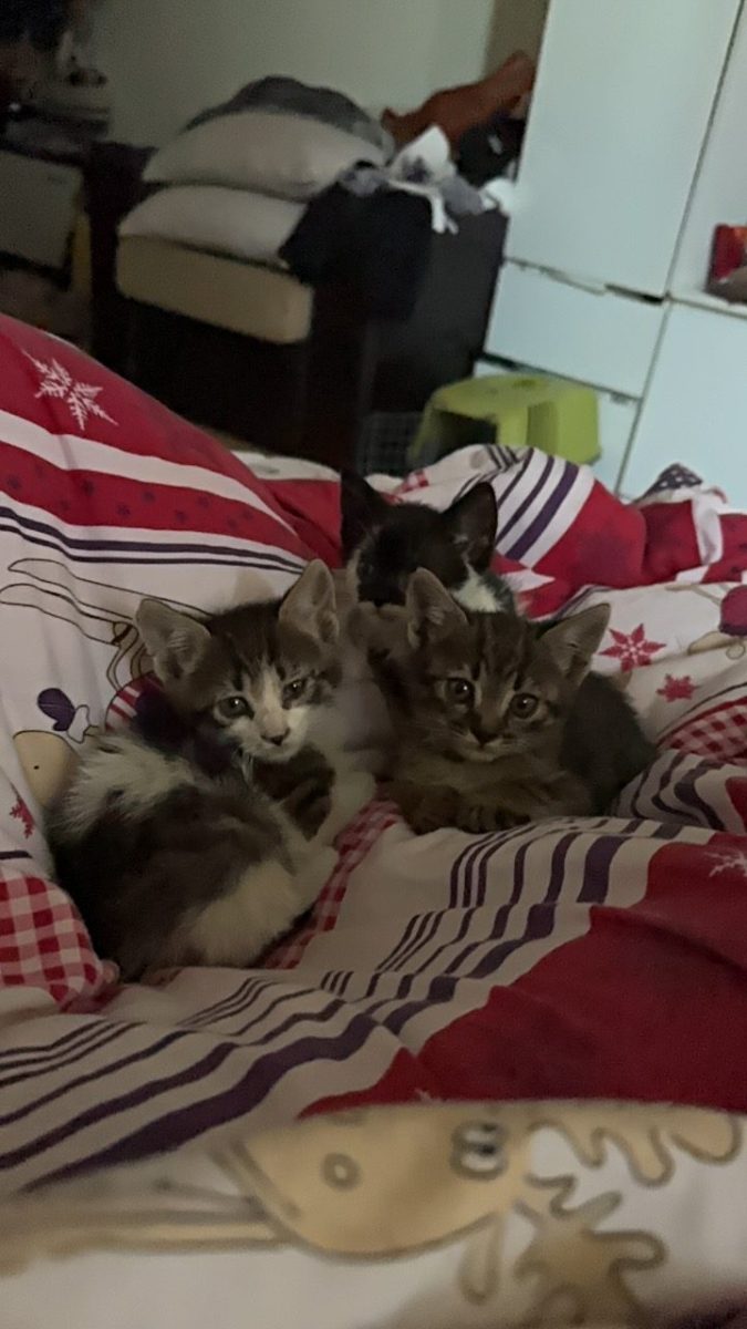 Adopta un suflet ! Pisicute spre adoptie