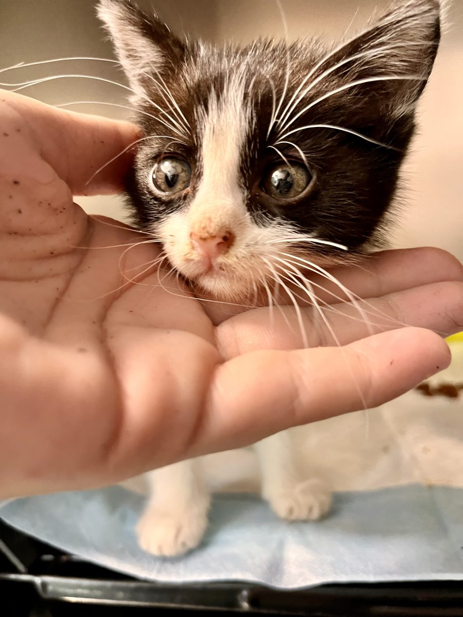 Bebelus pentru adoptie