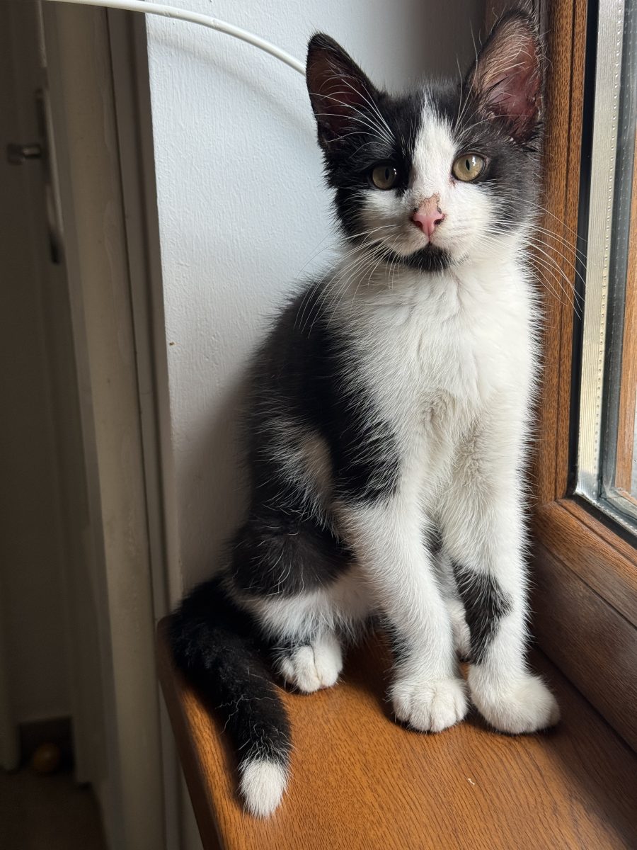 Felix Felicis isi caută căsuța în București (sau împrejurimi)