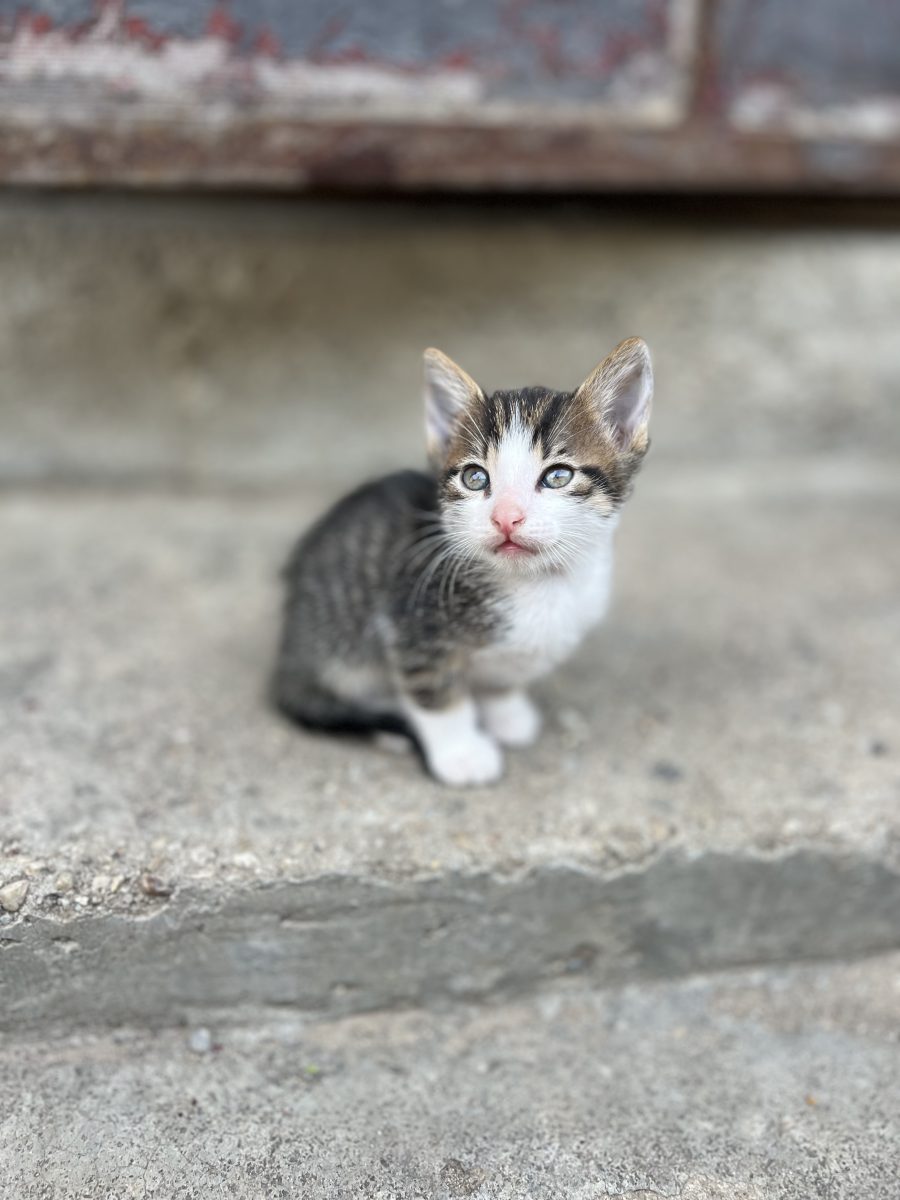 Pisici spre adoptie