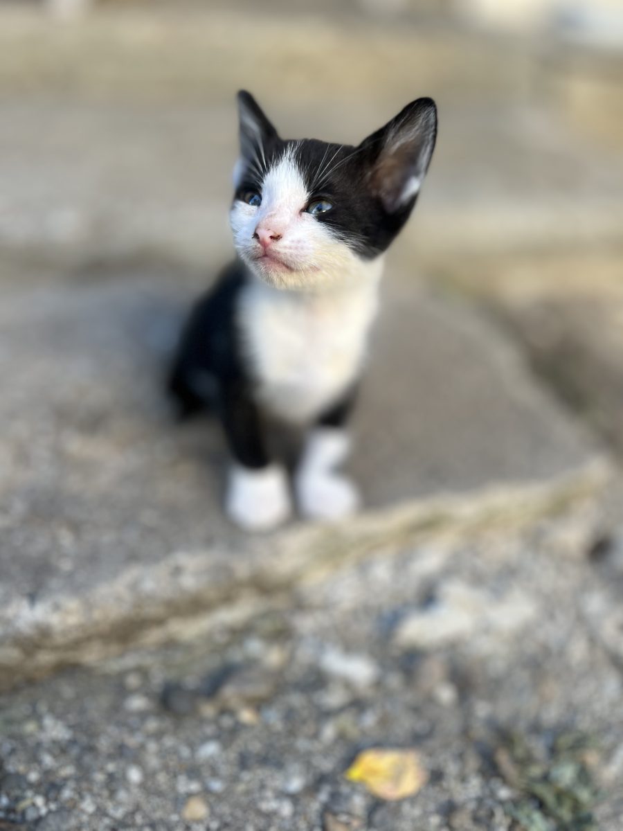 Pisici spre adoptie