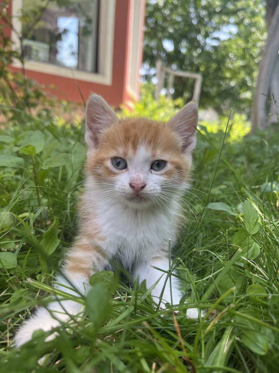 Pisica roșcată!