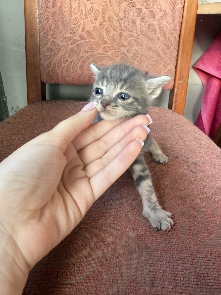 Spre adoptie‼️ Bucuresti