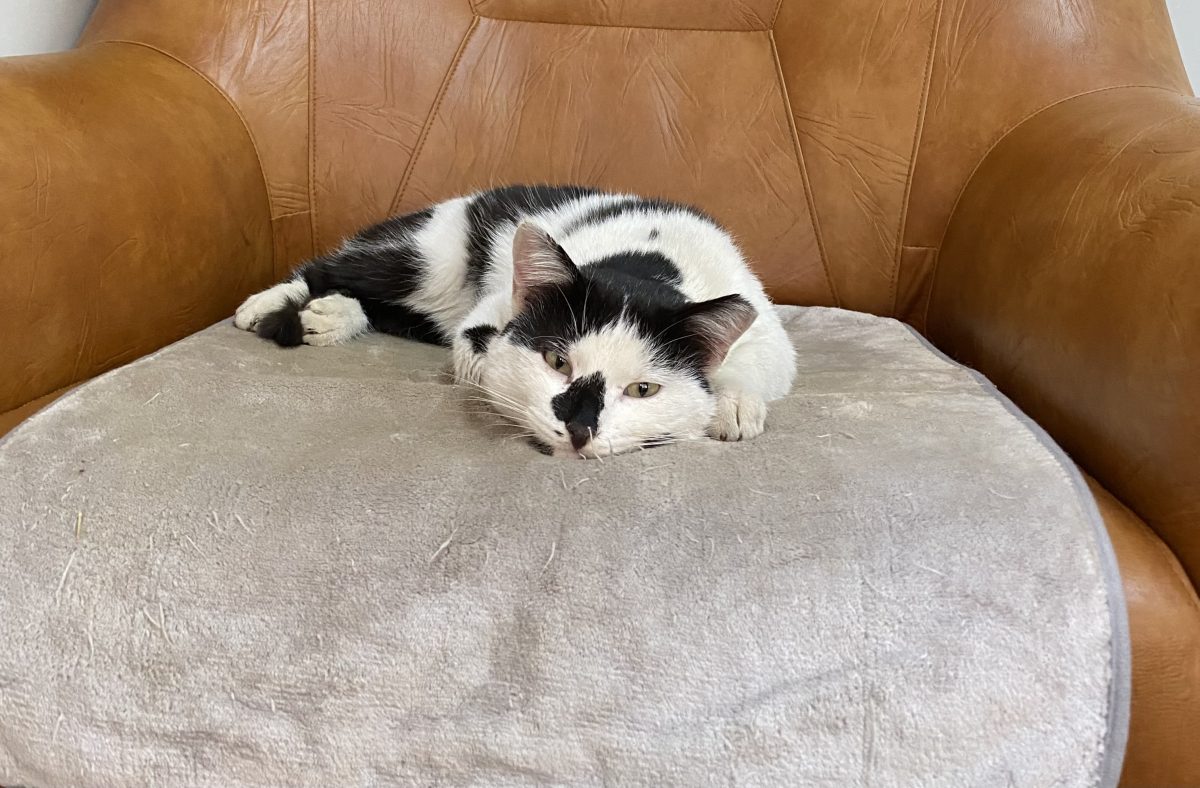 Moțea o minune de motan 🐈😻