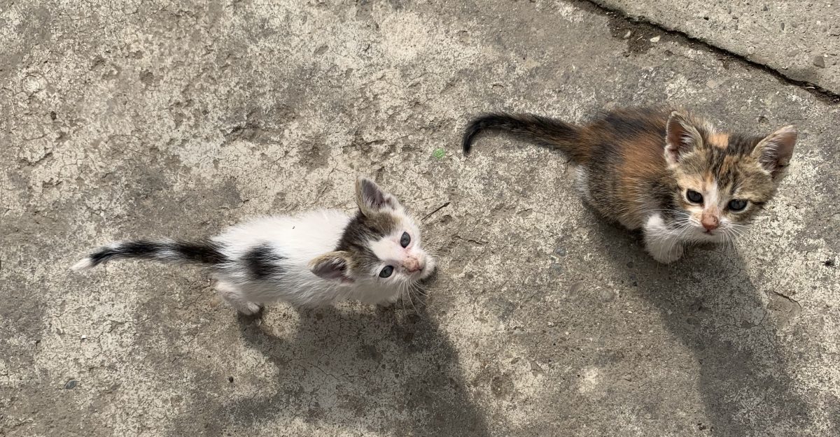 4 pui de pisică își caută o familie iubitoare