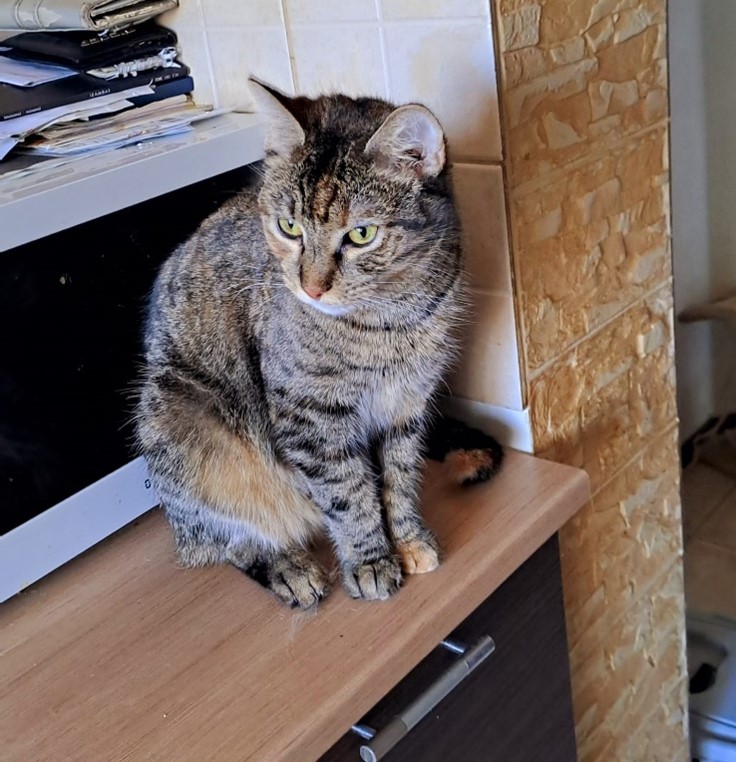 LUNA SE OFERA SPRE ADOPTIE