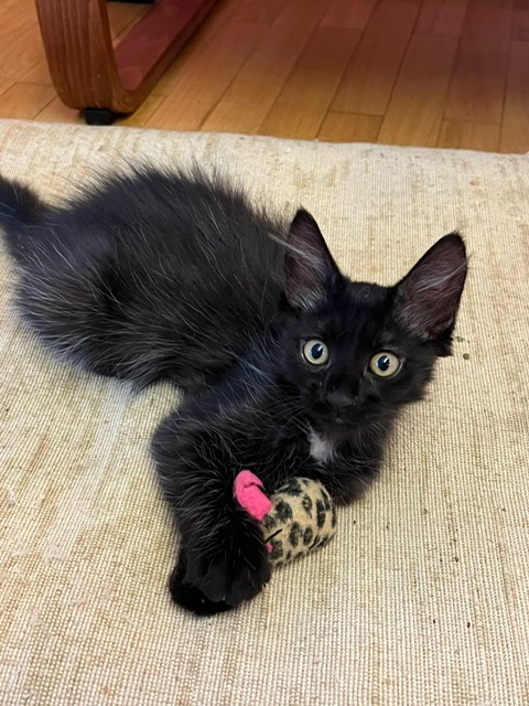 Oferim spre adopție un pui de pisică adorabilă ți finuță