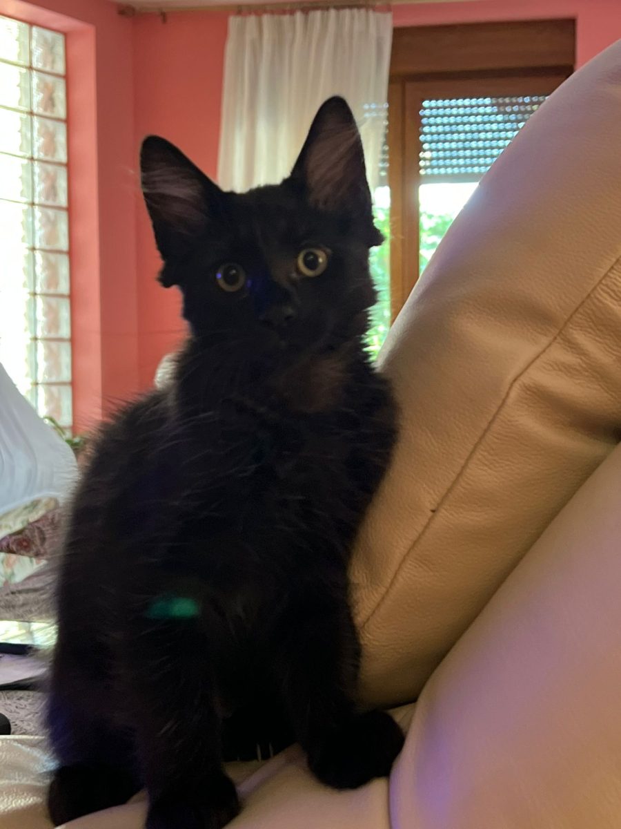 Ofer spre adopție un pui piscica adorabil și drăgălaș