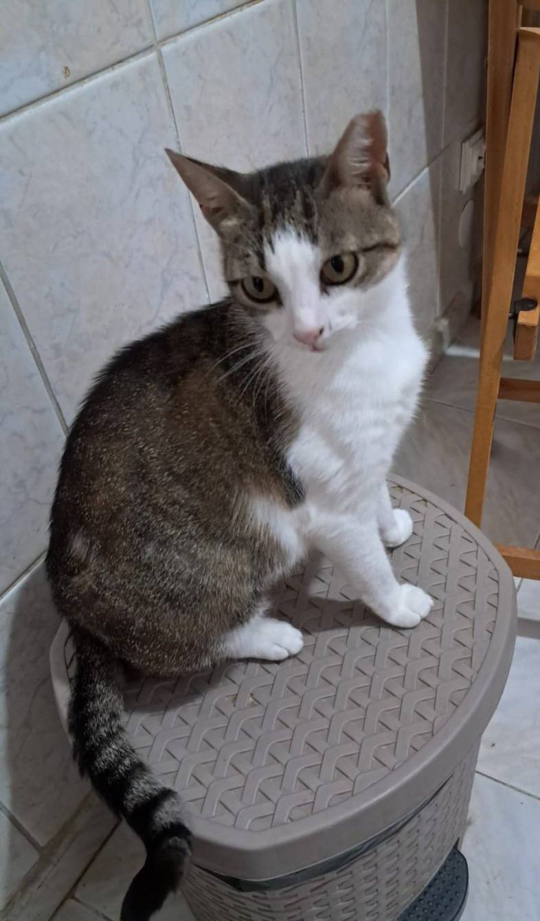 O sansa pentru Pisi, o pisicuta plina de recunostinta
