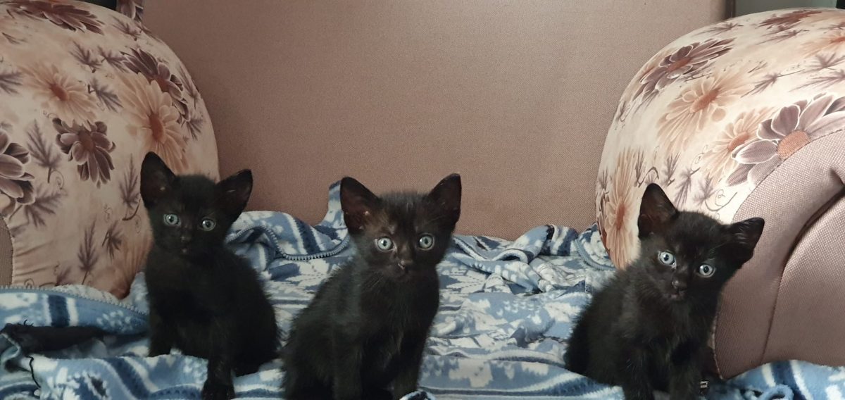 Dau spre adopție 2 pisoi de culoare neagra și o pisică alb-negru