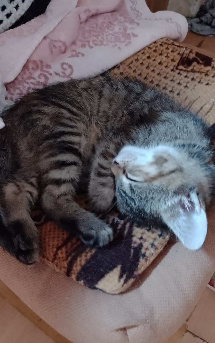 Pisicuta mititica de 2 luni