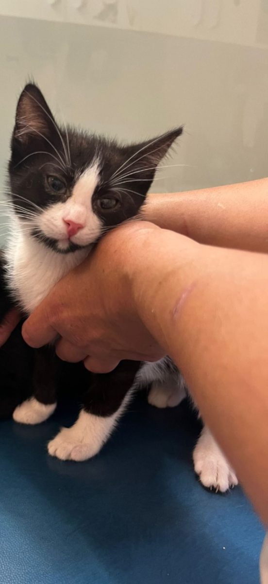 Adoptie: pisicuta micuta