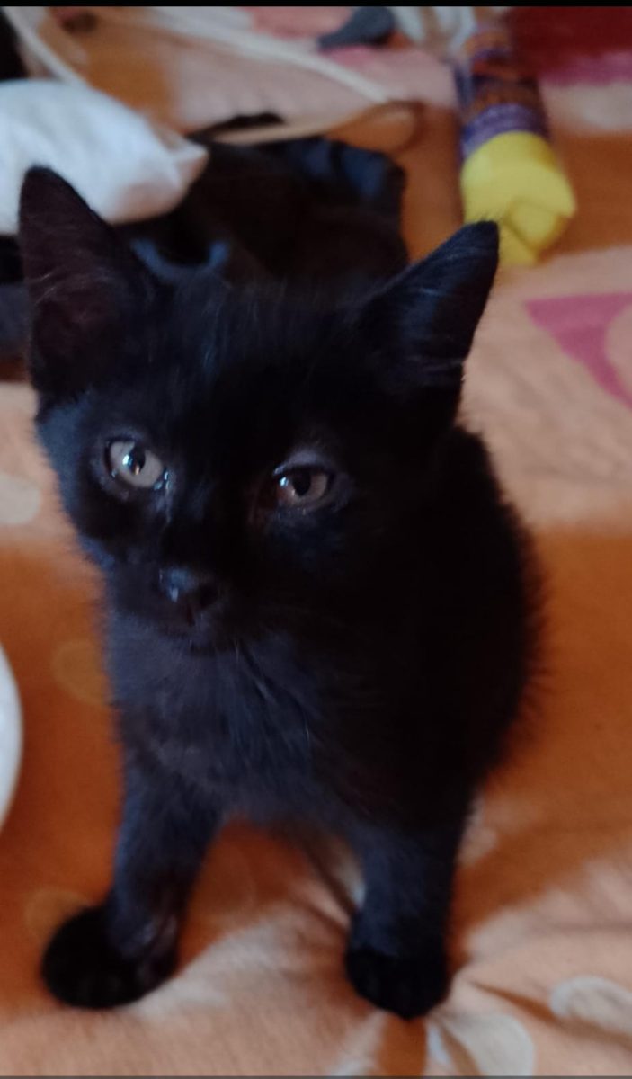 Pui cuminte