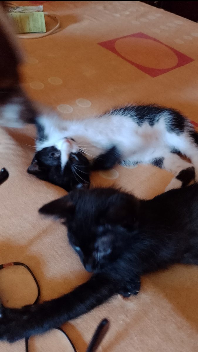 Pisoiasi: moatanel și pisicuta