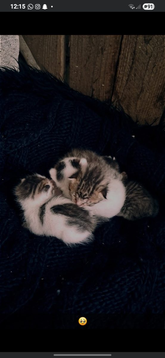 Adopție pisici