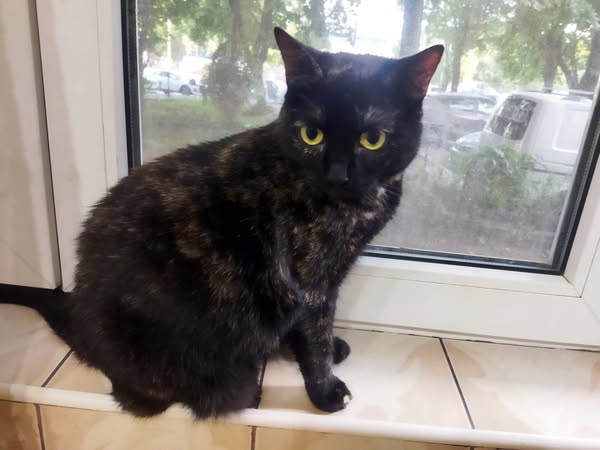 Torty , o minunatie calma si jucausa; ok si cu alte pisicute
