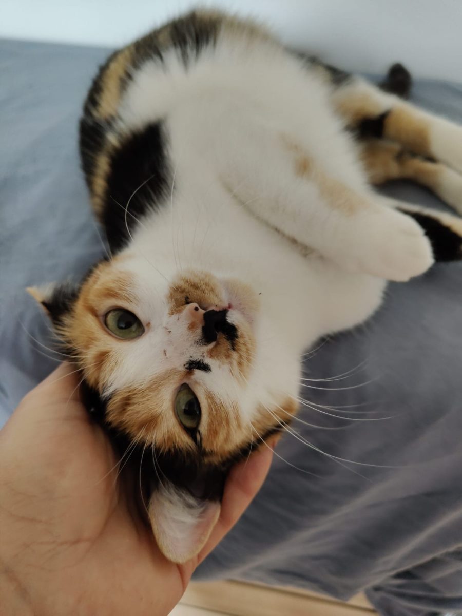 Suzi
