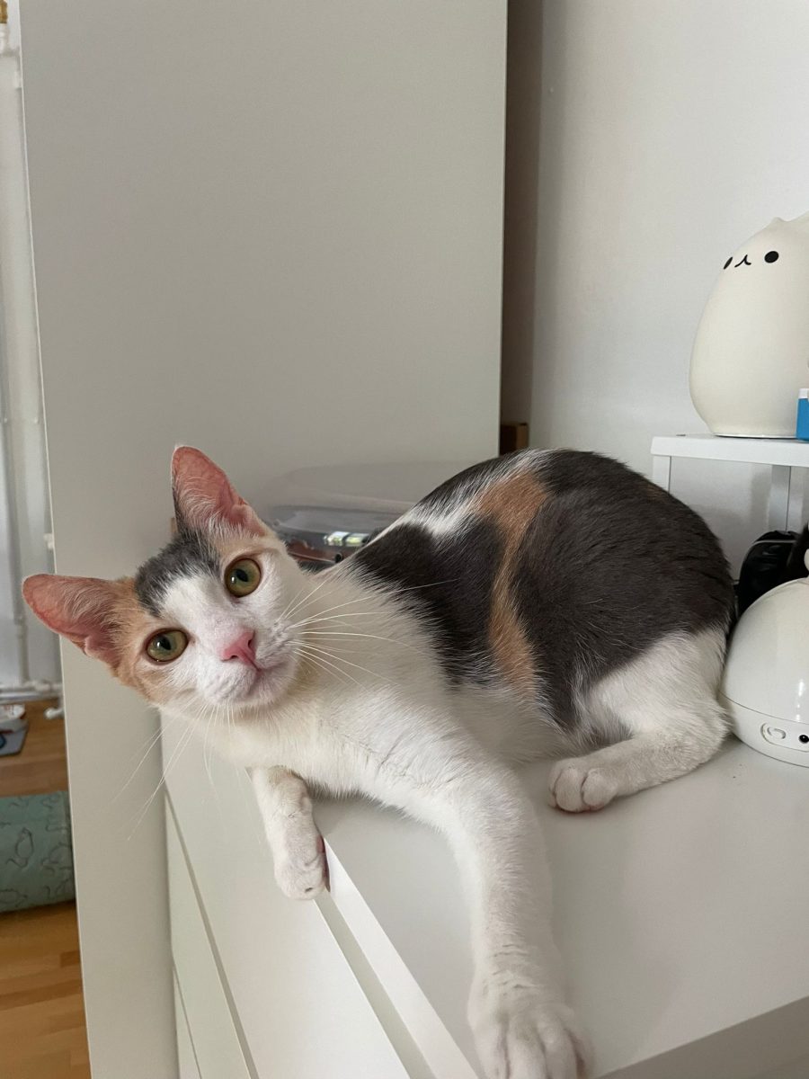 Nala-📣 Pisica aceasta NU caută aventuri. Caută ACASĂ