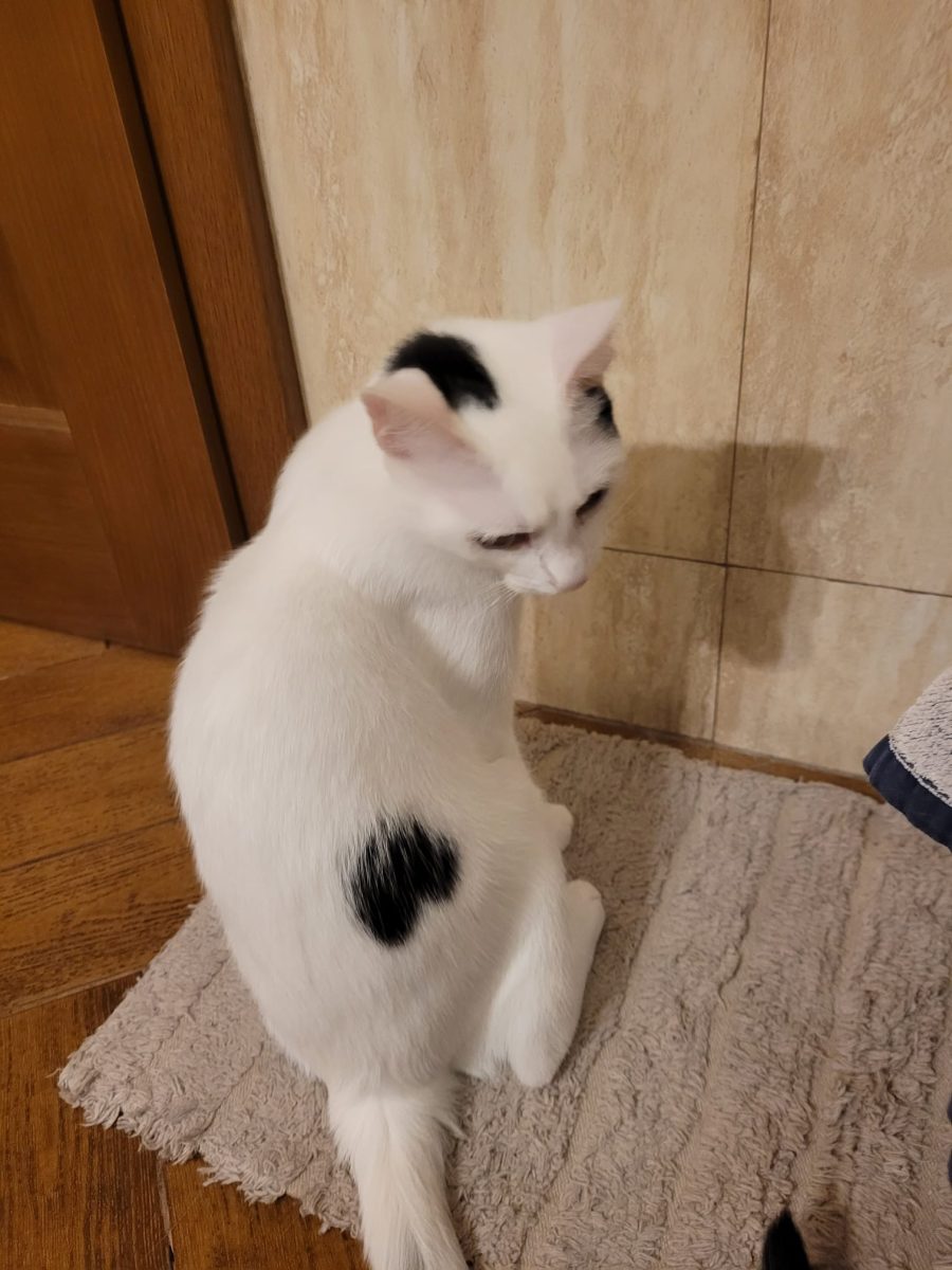 Adoptie pisicuta femela superba 6 luni-VACCINATA STERILIZATA- jud.Constanta