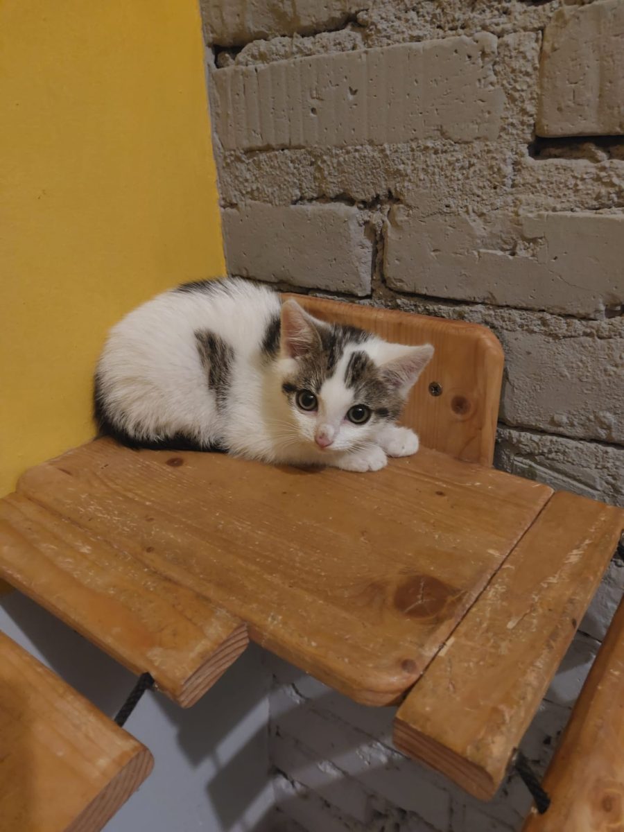 Motanei in cautare de mamici sau tatici