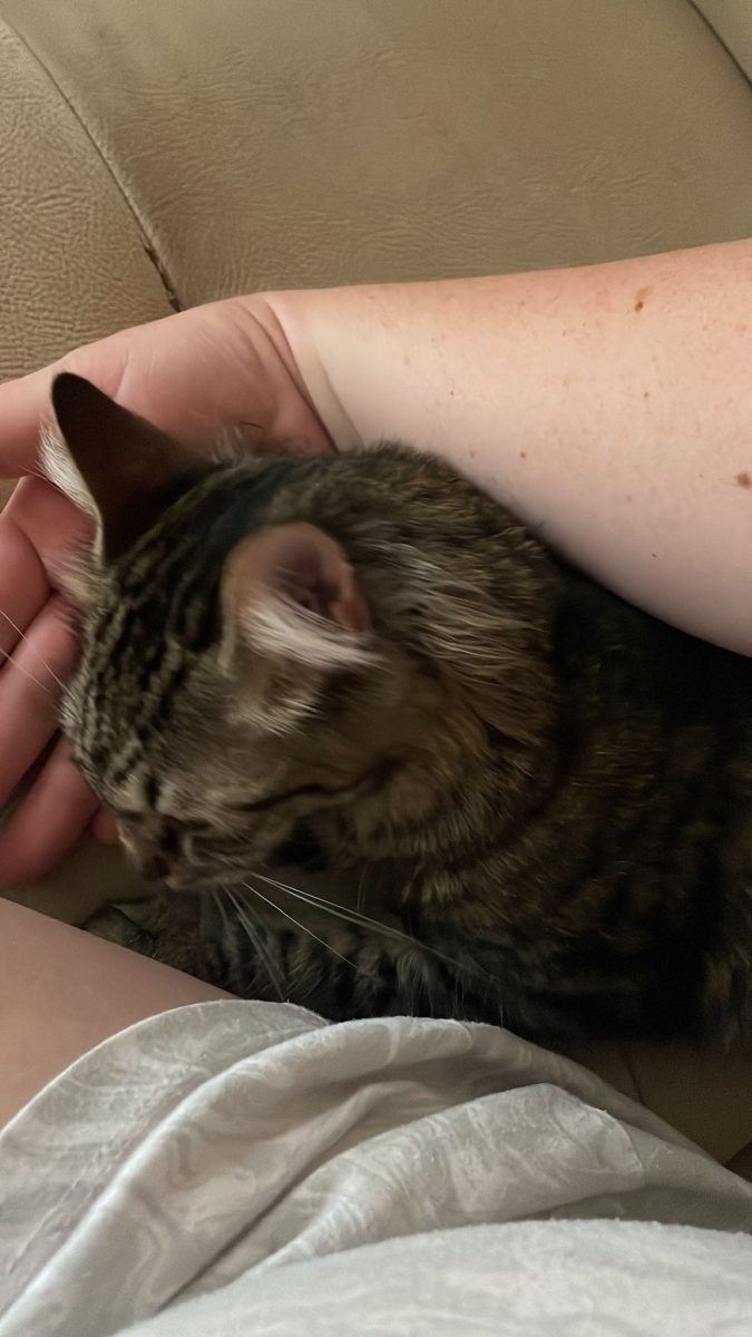 Kitty caută o familie iubitoare
