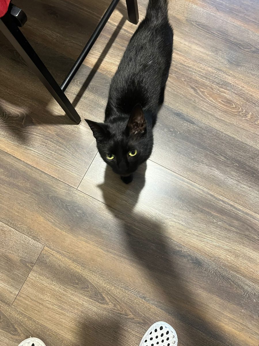 🐾 Adopție cu iubire – Urs caută o casă blândă! 🖤