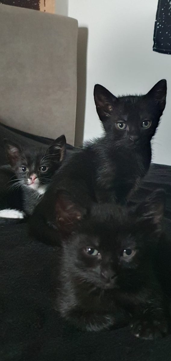 Dau spre adopție 2 pisoi de culoare neagra și o pisică alb-negru