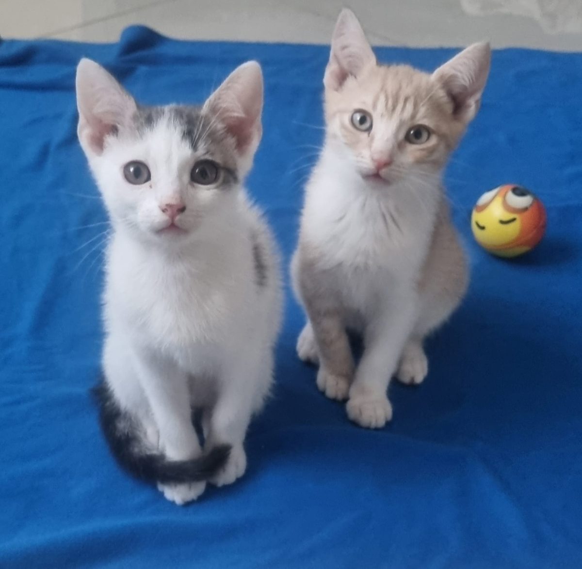 Jax & Jinx